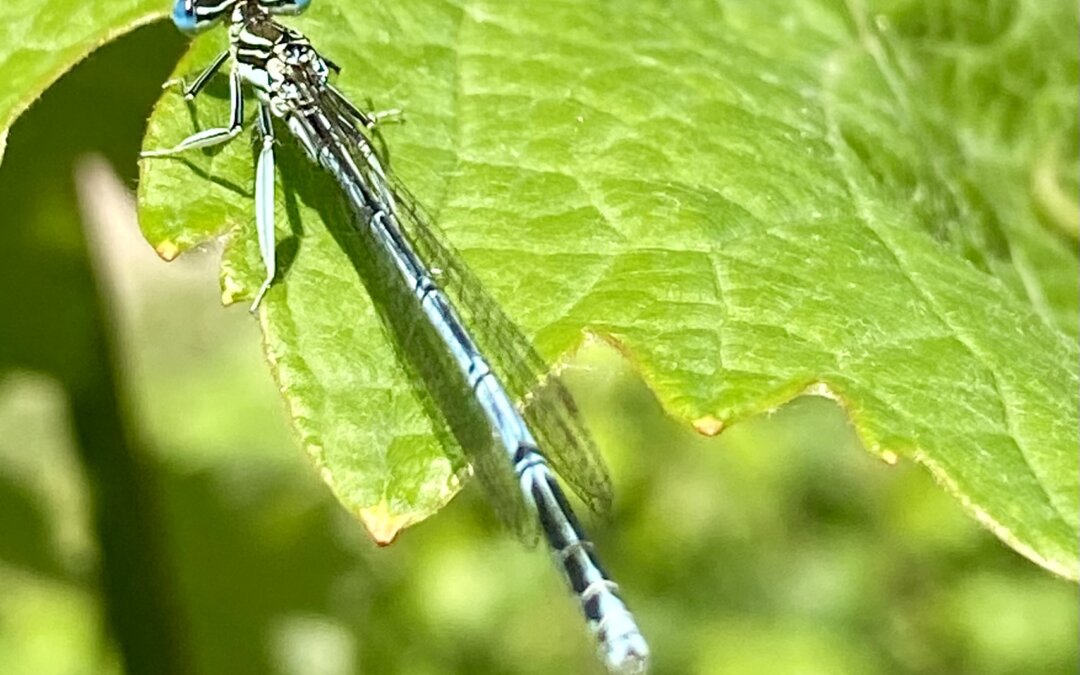 Blaue Federlibelle (Platycnemis pennipes) 