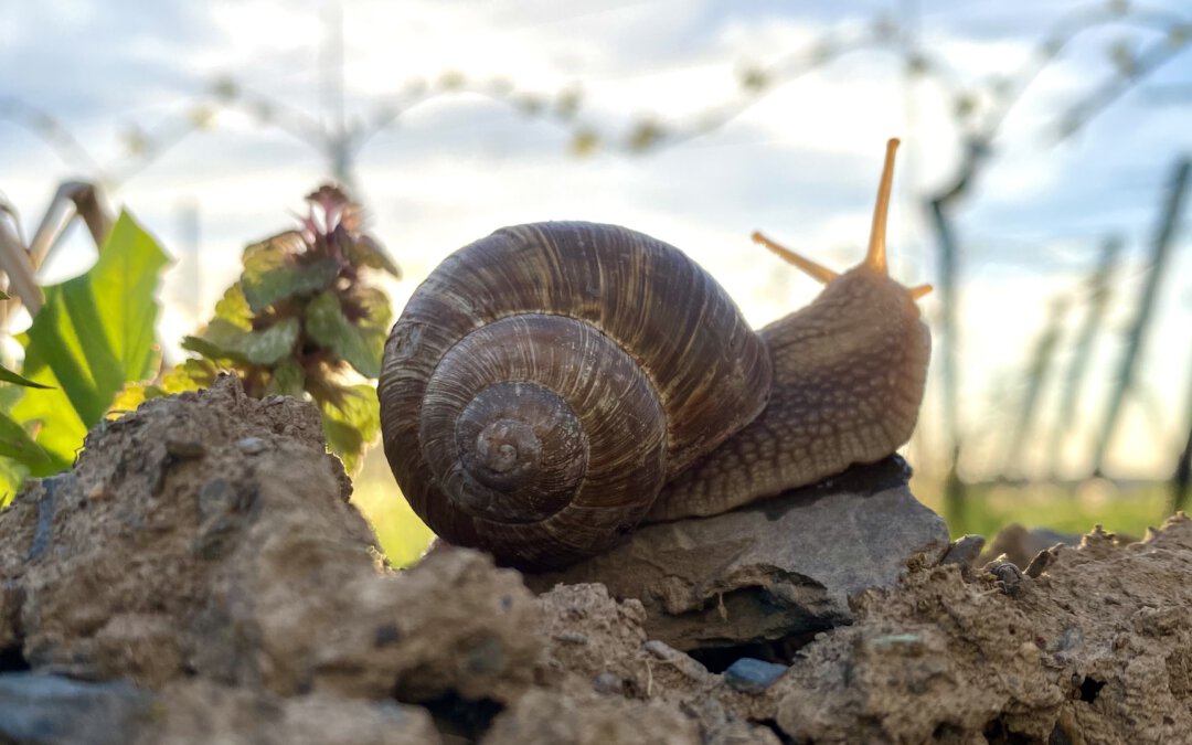 Weinbergschnecke